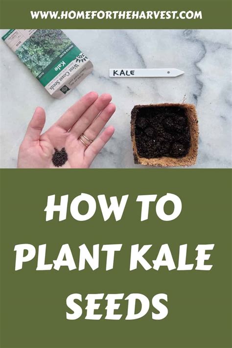 How to plant kale seeds 🌱 🥬 Unlocking the secrets to a bountiful harvest