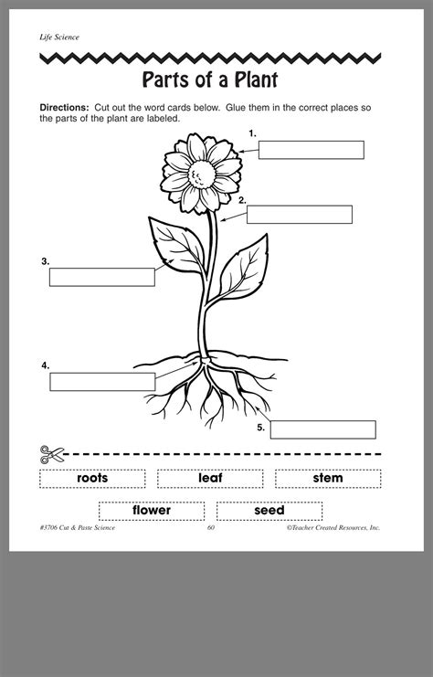 Label The Parts Of A Flower Worksheet