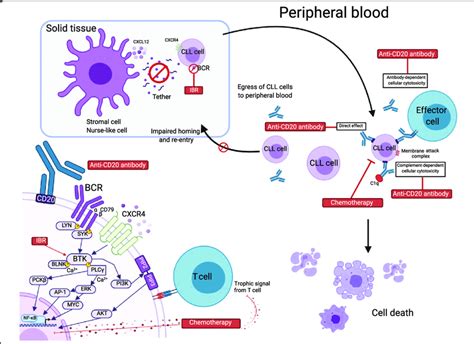 Rationale for ibrutinib combination with chemoimmunotherapy. Ibrutinib ...