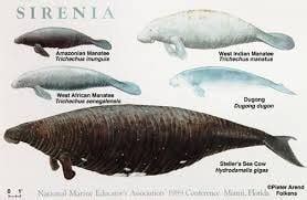 Dwarf manatee - Alchetron, The Free Social Encyclopedia