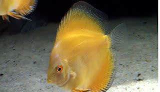 Fish Zone: discus fish care and breeding