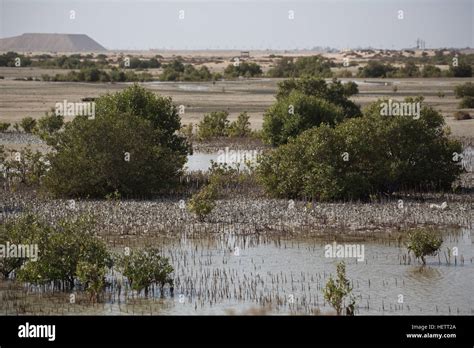 Jebel Ali Wildlife Sanctuary mangroves Stock Photo, Royalty Free Image ...