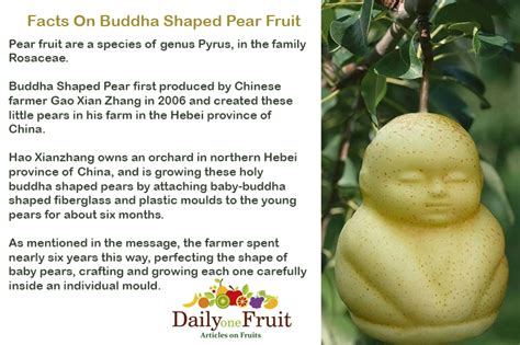 Facts On Buddha Shaped Pear Fruit - dailyonefruit