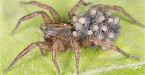 Female Wolf Spider vs Male Wolf Spider: What Are Their Differences? - A ...