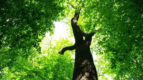 Free photo: Green Tree - Green, Leaf, Leaves - Free Download - Jooinn