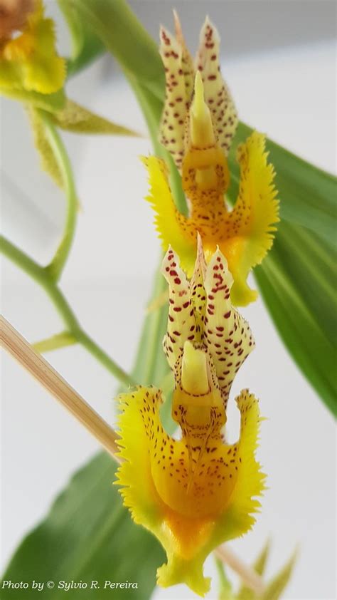 Catasetum fimbriatum | Catasetum fimbriatum (C.Morren) Lindl… | Flickr