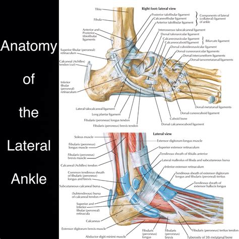 Lateral Malleolus Anatomy