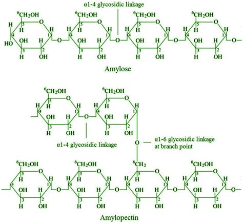 Polysaccharides - Definition, Types, Features, Examples - GeeksforGeeks