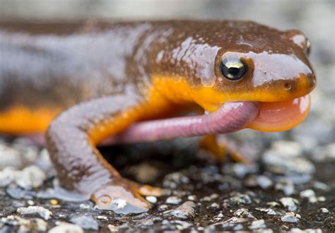 Robin Loznak Photography: The early newt...