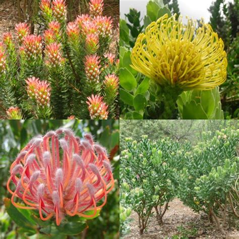 11 best images about Protea varieties on Pinterest | Zimbabwe, Mink and ...