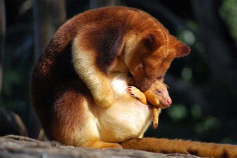 The Tree Kangaroo | Gamble English 15