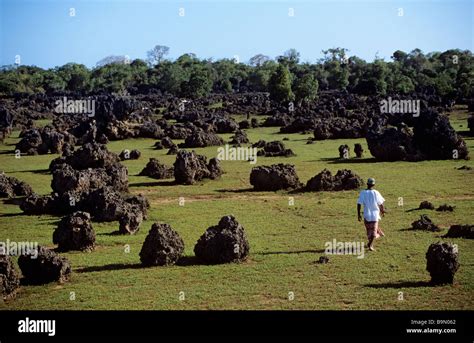 Kenya, Wasini Island, coral gardens Stock Photo - Alamy