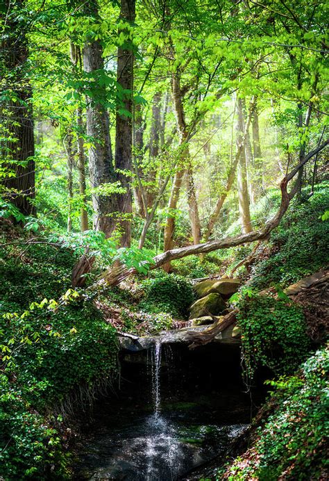 Beautiful Nature Scene Photograph by Lj Lambert | Pixels