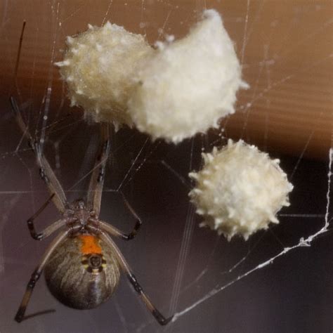 Help identify a spider egg sac | Outdoor Board