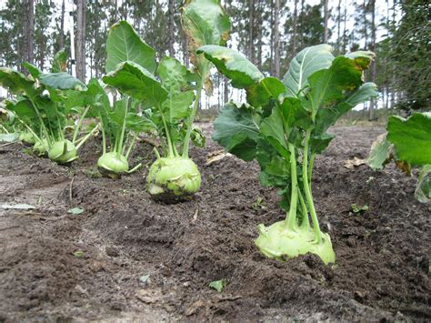 Kohlrabi — The Florida Gardening Project