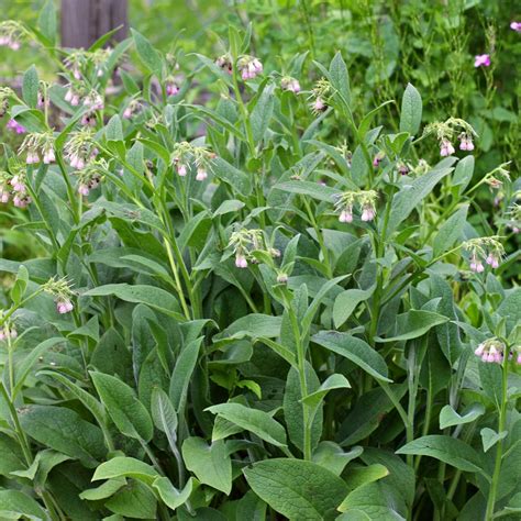 Comfrey Root Cuttings - Little Tree Farm