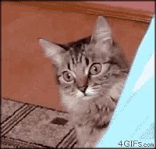 Shocked Cat GIFs | Tenor