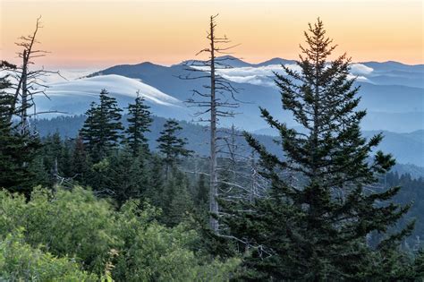 A Tree Falling: Great Smoky Mountains National Park: Clingmans Dome Sunrise