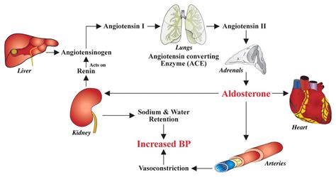 Renin/angiotensin/aldosterone | Charting for nurses, Top nursing ...