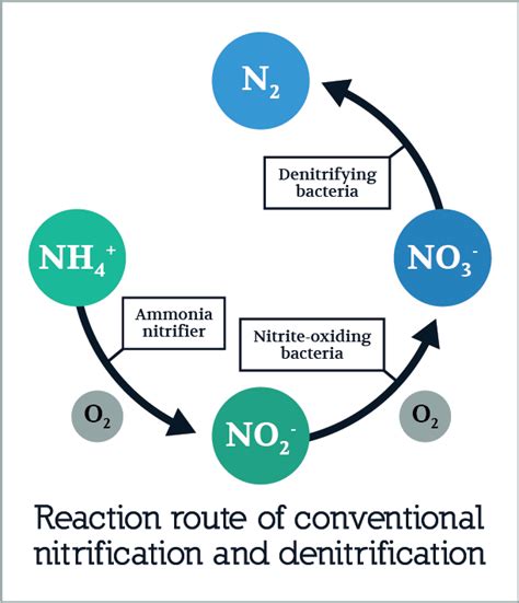 MB Nitrifiers blend of Nitrosomonas and Nitrobacter for nitrification