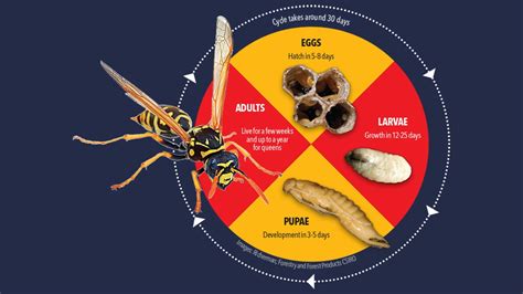 The lifecycle of a wasp - Tullys Pest Control