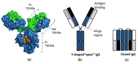 Schematic illustration of antibody structures. (a) Space filling model ...