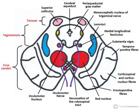 The Midbrain - Colliculi - Peduncles - TeachMeAnatomy