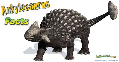 Ankylosaurus Facts, Information & Pictures for Kids, Students & Adults