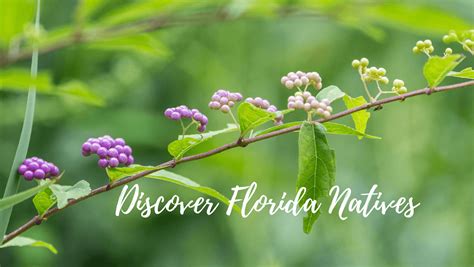 Discover Florida Natives Cover | Pinder's Nursery