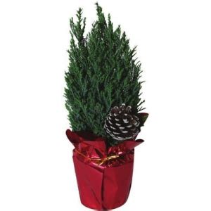 Ellwoodii tree On Sale – All sales from 183,711 stores (March 2024 ...