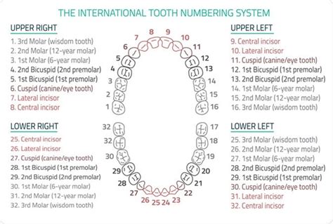 Teeth : Latest News, Breaking News Headlines | Scoopnest