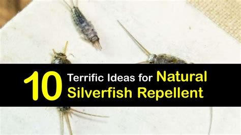 Deter Silverfish Naturally - Incredible Guide to Repelling Silverfish