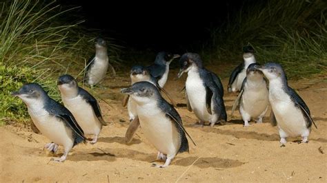 Call for action over killing of 14 little penguins at Stanley | The Mercury