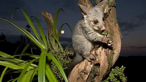 New Zealand aims to eradicate invasive predators, but winning public ...