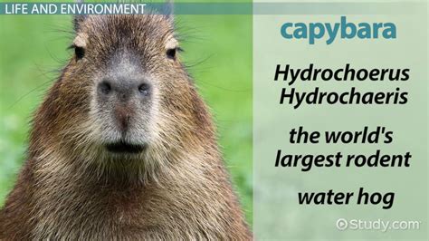 Capybara Definition, Lifespan & Reproduction - Lesson | Study.com