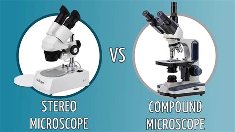 Stereo vs. Compound Microscopes: What’s The Difference? - Optics Mag