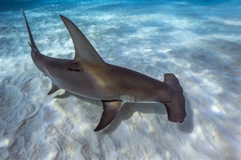 Great Hammerhead Shark Size