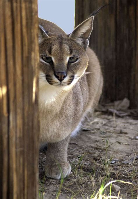 Wildlife World Zoo | encouraging an appreciation of nature | blooloop