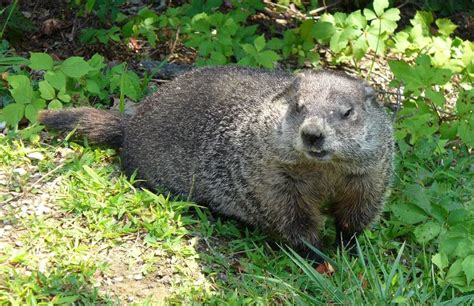 Woodchuck | The Animal Facts | Appearance, Diet, Habitat, Behavior