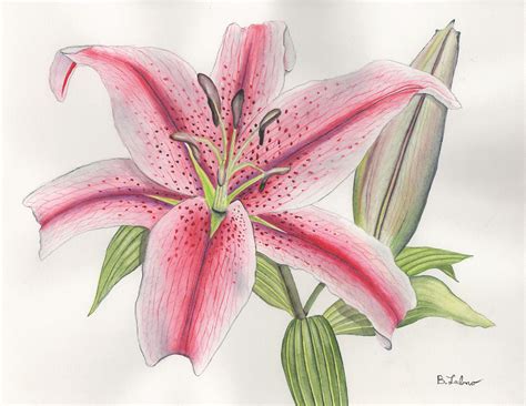 Stargazer Lily Painting by Bob Labno - Fine Art America