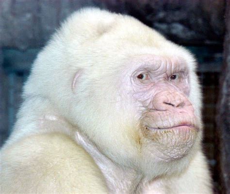 Albino Gorilla | Albino gorilla, Albino animals, Gorilla