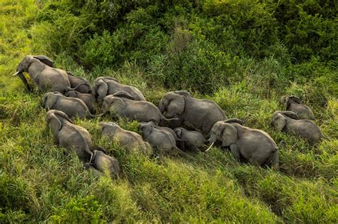 Viewing African Bush Elephants in Virunga National Park | Congo Tours