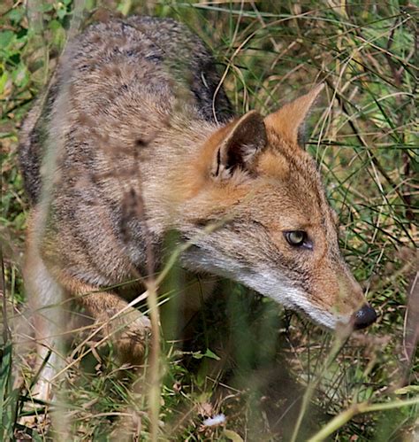 'Souls Wiki | Resources / Indian Jackal (''Canis aureus indicus'')