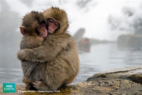 Snow Monkeys at the Hot Springs | Animals beautiful, Animals wild ...