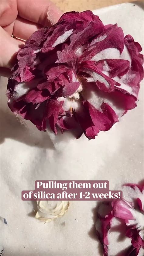 Drying flowers in silica gel: An immersive guide by Petal Archive