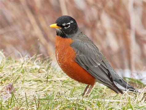 Michigan State Bird - the American Robin | Michigander | Pinterest