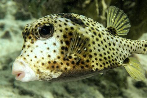 Spotted Trunkfish Photograph by Robert Wrenn - Pixels