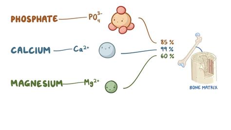 Phosphate, calcium and magnesium homeostasis: Video | Osmosis