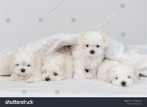 Are Maltese Good Family Dogs