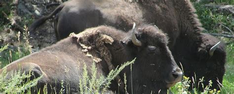 Only in Denver: Buffalo Herd Overlook | VISIT DENVER Blog